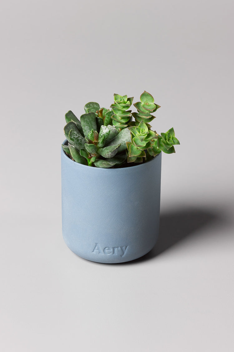 Aery Japanese Garden Scented Candle