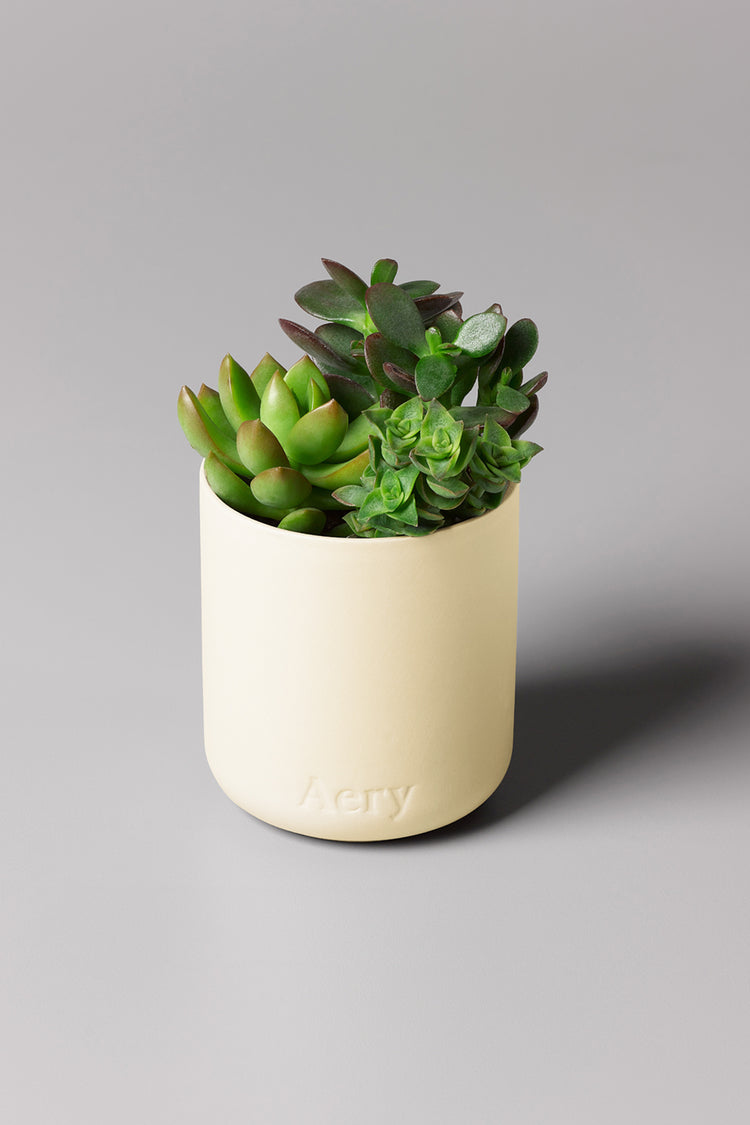 Aery Himalayan Cedarleaf Scented Candle